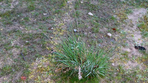 Molinia caerulea