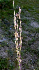 Molinia caerulea, photograph author not stated, no rights reserved