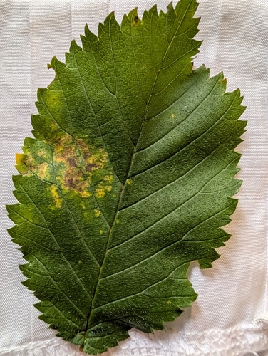 Phloeospora ulmi