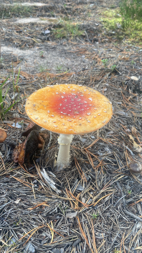 Fly Agaric