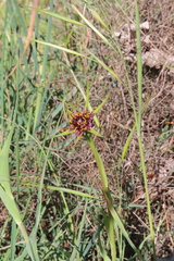 Tragopogon porrifolius porrifolius