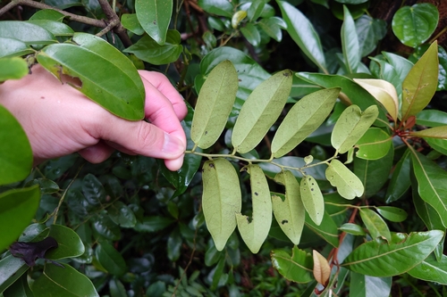 Diospyros kotoensis, photograph 1