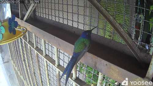 Swallow-tailed Hummingbird