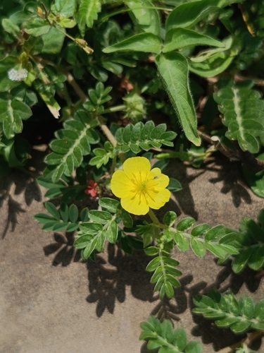 puncture vine