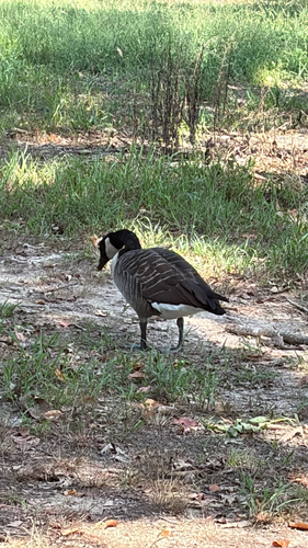 Canada Goose