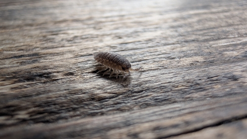 Common Rough Woodlouse