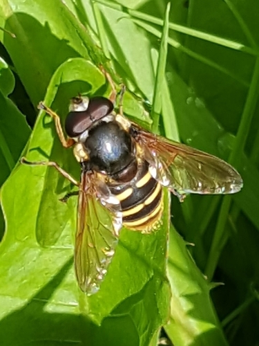 Yellow-barred Peat Hover Fly