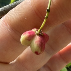Euonymus atropurpureus, photograph author not stated, no rights reserved