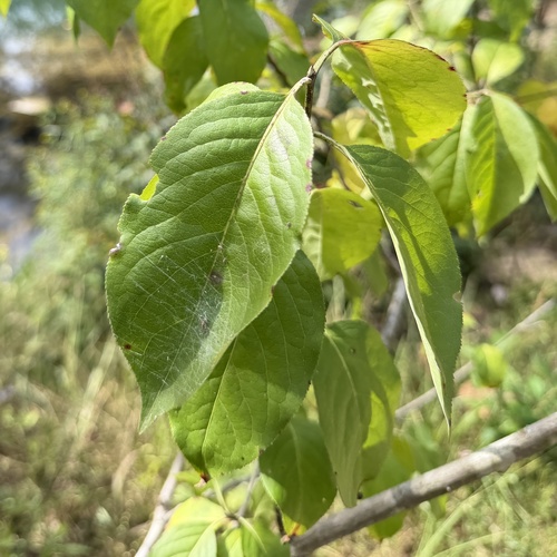 Euonymus atropurpureus, photograph 5