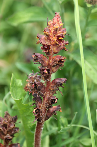 Orobanche gracilis
