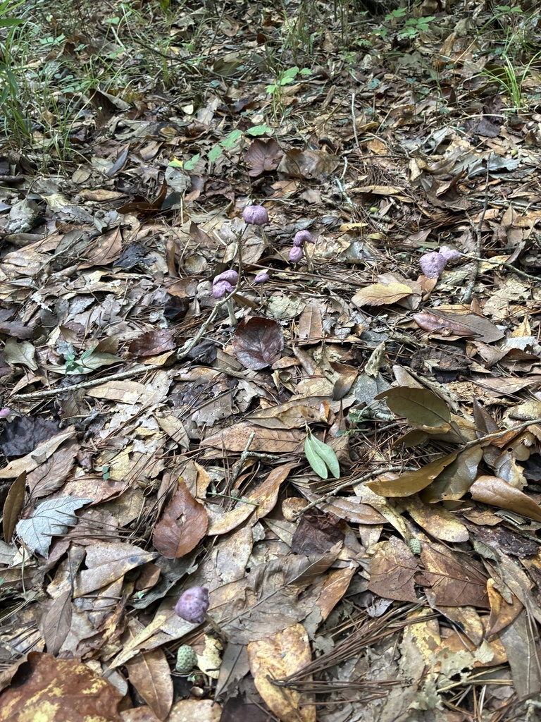 Gymnopus iocephalus · September 2026 · photo: Photo: no rights reserved · iNaturalist