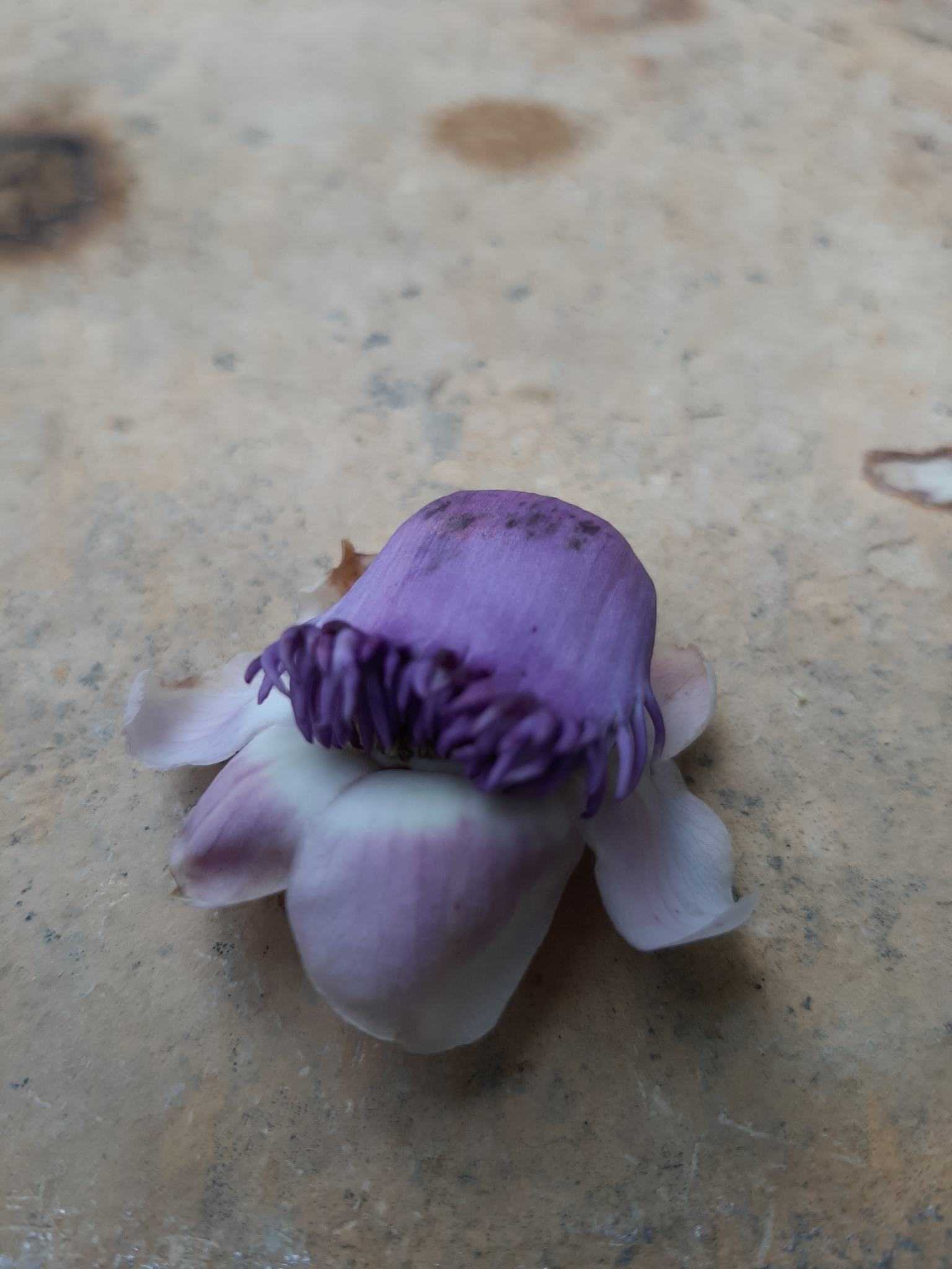 Lecythis pisonis