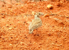 Eremopterix signatus