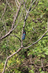 Zygaena lavandulae