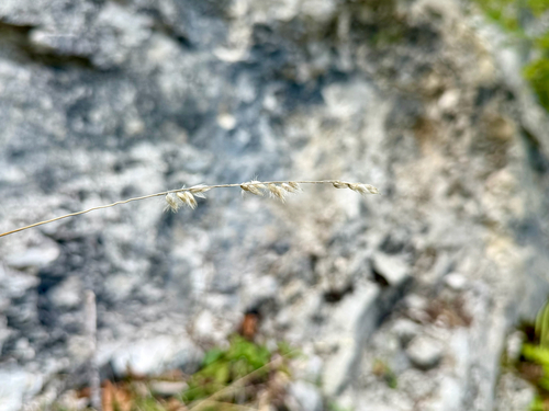 Melica ciliata, 2026-09-12