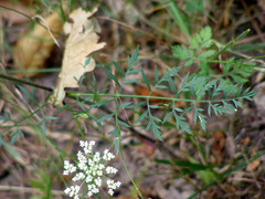 Oenanthe pimpinelloides