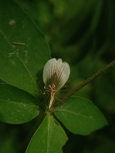 Blepharis maderaspatensis, 2026-09-12
