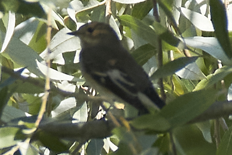 European Pied Flycatcher