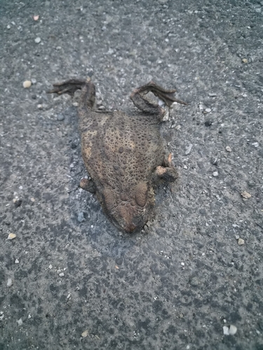 European Toad