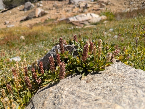 iNaturalist observation photo of rocky mountain willow