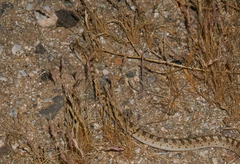 Arizona elegans eburnata