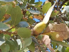 Quercus douglasii, photograph (c) vultur-cadens, some rights reserved (CC BY)