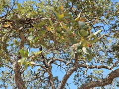 Quercus douglasii, photograph (c) vultur-cadens, some rights reserved (CC BY)