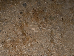 Arizona elegans eburnata