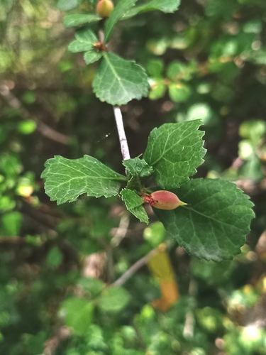 Indian bdellium-tree