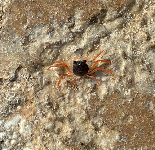 Zombie Crab