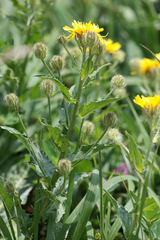 Crepis pyrenaica, photograph (c) Wolfgang Ahlmer, some rights reserved (CC BY)