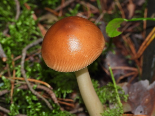 Tawny Grisette