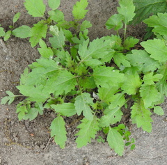 Cyclachaena xanthiifolia