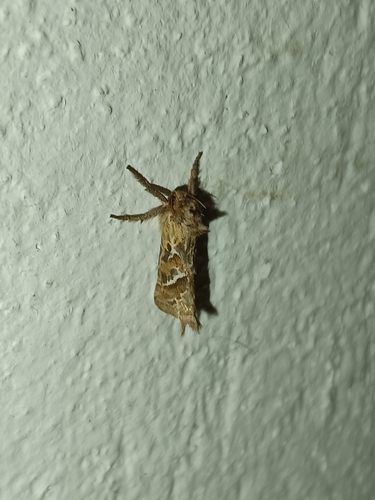 Triodia amasinus