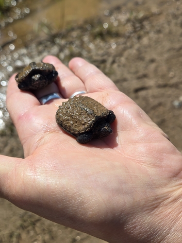 Common Snapping Turtle