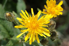 Crepis pyrenaica, photograph (c) Wolfgang Ahlmer, some rights reserved (CC BY)