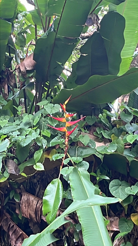Heliconia latispatha observed 2026-09-06