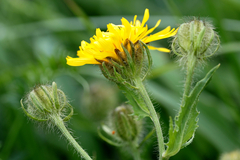 Crepis pyrenaica