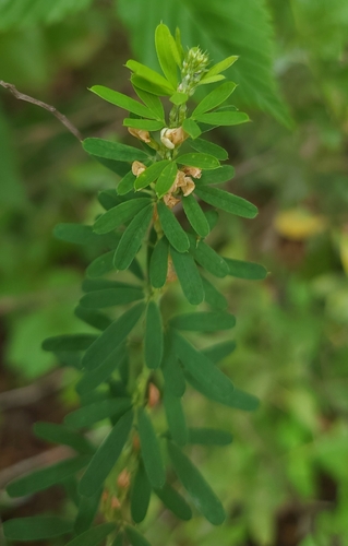 Chinese bushclover