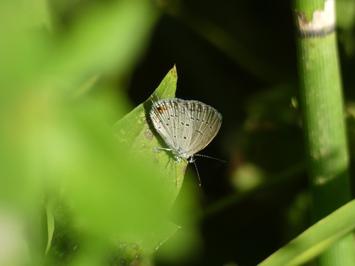 Eastern Tailed-Blue