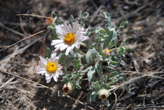 Townsendia florifera