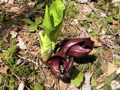 Symplocarpus foetidus