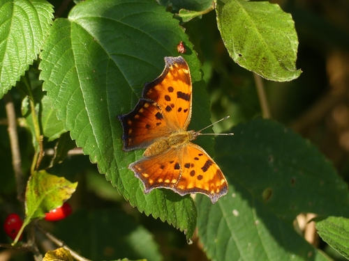 Eastern Comma