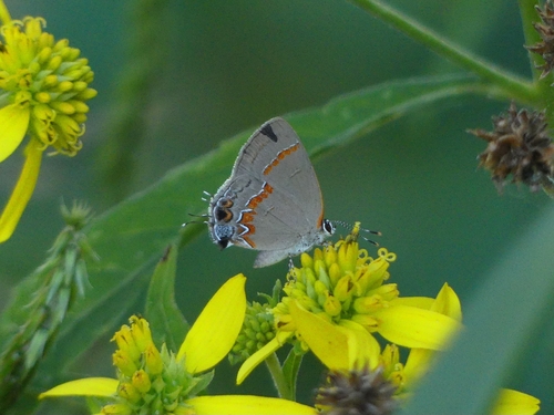 Red-banded Hairstreak