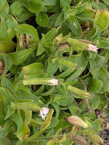 Silene undulata, photograph 2