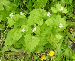 Alliaria petiolata