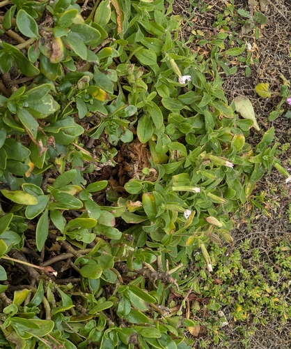 Silene undulata, photograph 3