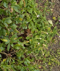 Silene undulata, photograph (c) Jessica Utrup, some rights reserved (CC BY)