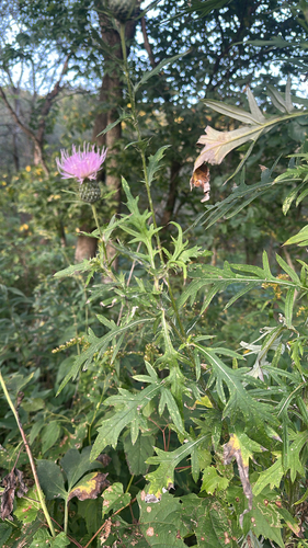 field thistle