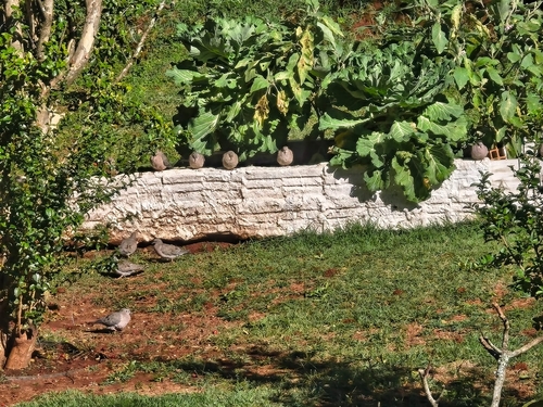 Eared Dove